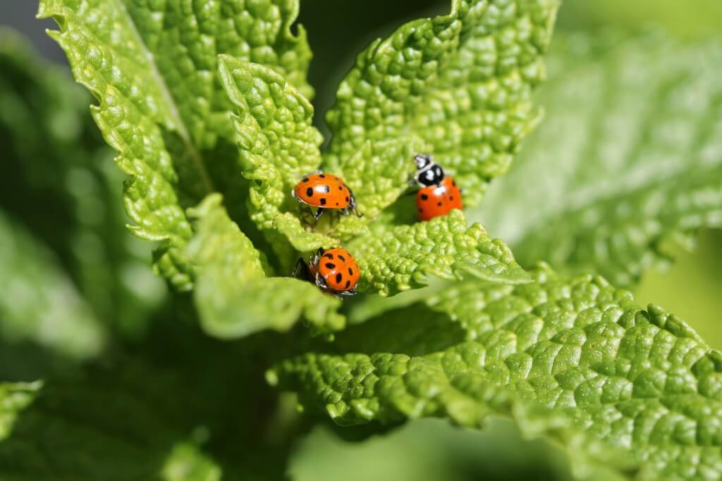 graphic of ladybug on leaf